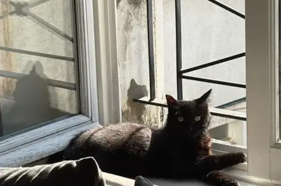 Animaux perdus Dourdan, photo: Perdu chat femelle, Allée des Bouleaux, Dourdan - noire poils mi-longs