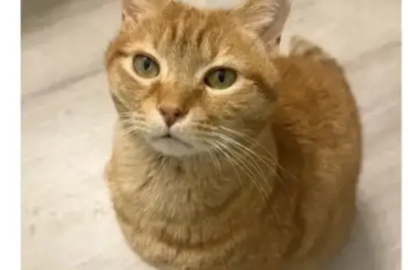 Lost male cat, Weddington Pointe Drive, Unionville - photo