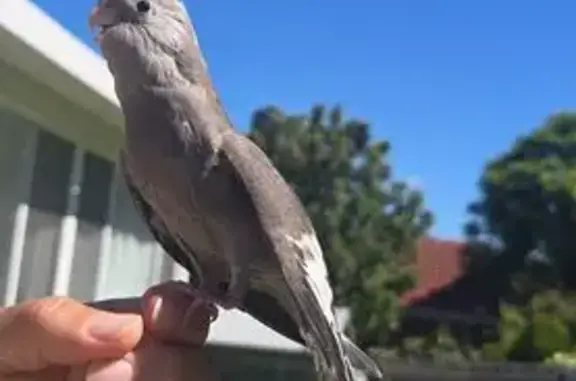 Lost bird, Alexander Street, Casey City - gray and bit white - photo