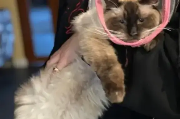 Lost male cat, Ellis Close, Hobsons Bay - seal point ragdoll - photo