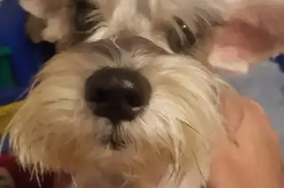 Perdido perro hembra, Cancún, Quintana Roo - schnauzer sal y pimienta - photo