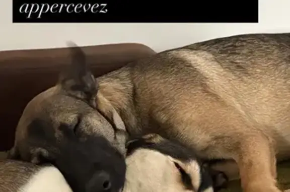 Perdu chien femelle, Rue Simone Veil, Rocheservière, Saint-Nazaire - type malinoise et husky - photo