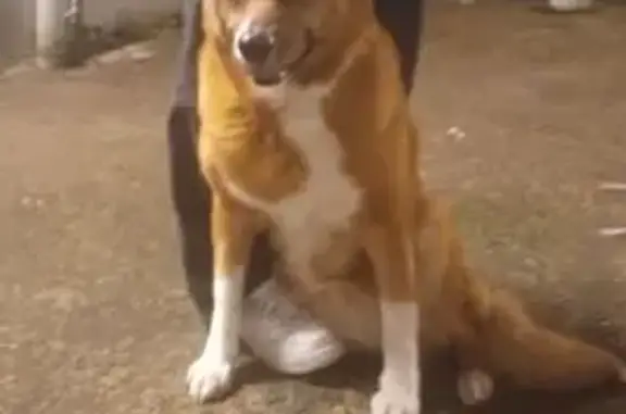 Chien trouvé Vertou, photo: Trouvé chien femelle, Ruelle de Beautour, Vertou - collier anti puce