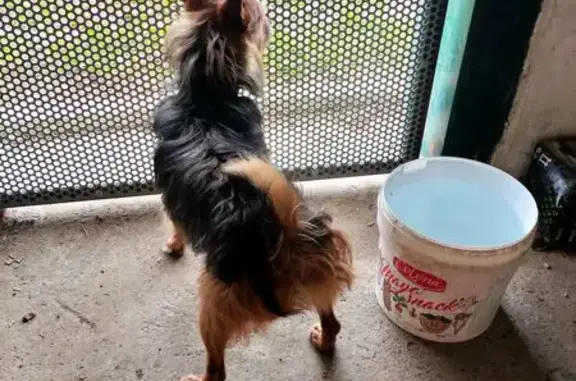 Animaux trouvés Auch, photo: Trouvé Chien, Nègrepelisse, Auch