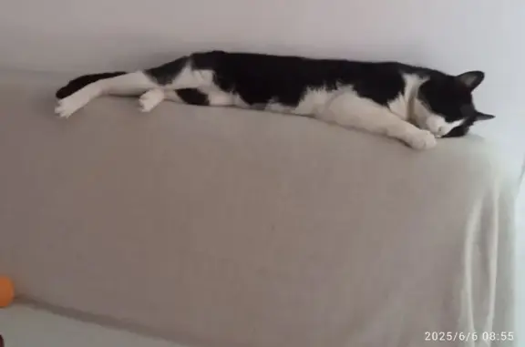 Perdido gato masculino, Calle Mimosas, Algeciras - blanco y negro con arnés blanco - photo