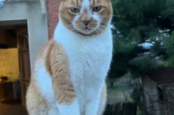 Chat perdu, Latour-Bas-Elne, photo: Chat perdu, Impasse des Mésanges, Latour-Bas-Elne - roux et blanc