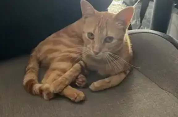 Animaux perdus Agen, photo: Chat perdu, Escassefort, Agen - mâle roux, queue cassée