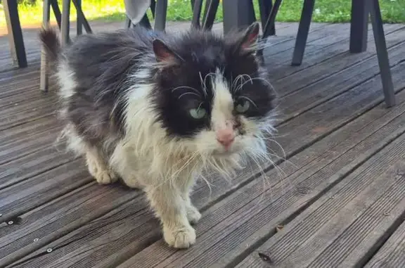 Animaux trouvés Bonneville, photo: Trouvé chat, Bonneville, Auvergne-Rhône-Alpes - blanc et noir à poils longs