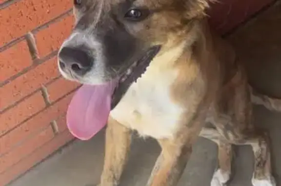 Lost male dog, Vienna Place, Salisbury - light bridle - photo