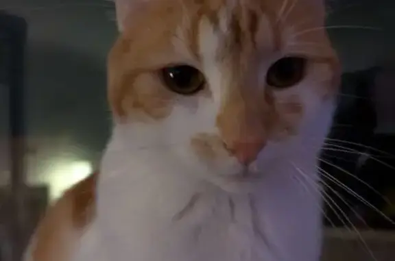 Lost male cat, Balgonie Place, Melbourne - responds to Bruno - photo