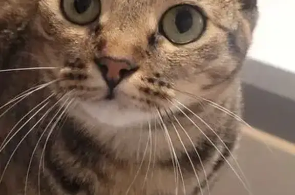 Perdido gato hembra, Calle Ciudad de Gandia, 4, Sevilla - photo