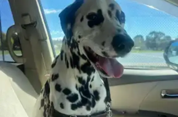 Lost male dog, Launceston, Tasmania - photo