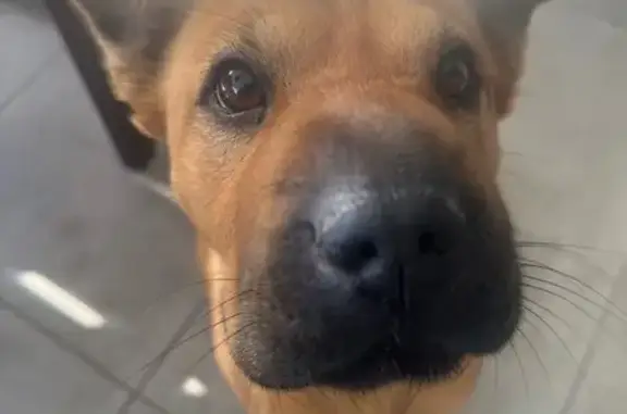 Lost female dog, Girramay Street, Logan, Brisbane - pink collar, Sharpei cross - photo