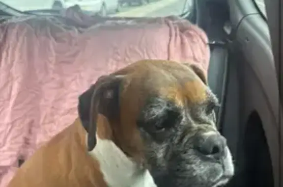 Found female dog, Hollinsworth...