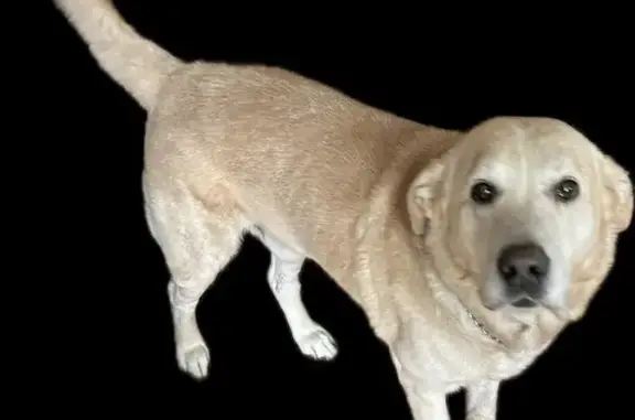 Lost male dog, Morningside Drive, Friendswood - 14-year-old blonde lab - photo
