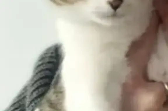 Chat perdu, Chevaigné, Quimper - femelle très craintive - photo