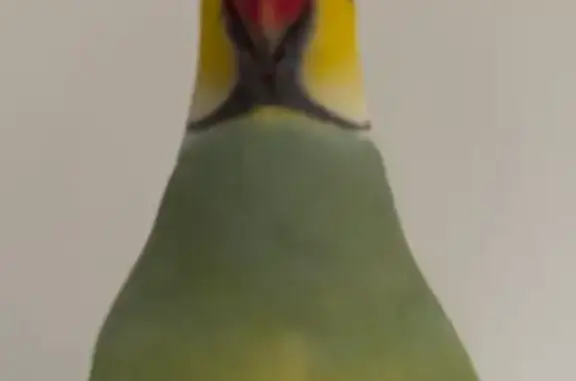 Lost pets Para Hills, photo: Lost male bird, Augustus Street, 14, Tea Tree Gully - green body, yellow head