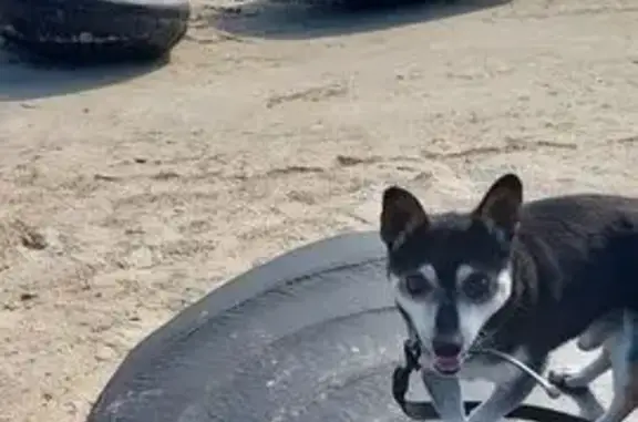 Lost male dog, Hermitage Avenue, 34, City of Ballarat - black and cream terrier x - photo