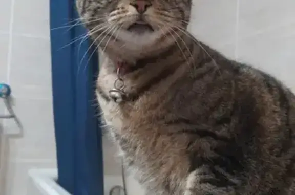 Encontrado gato hembra, Calle...