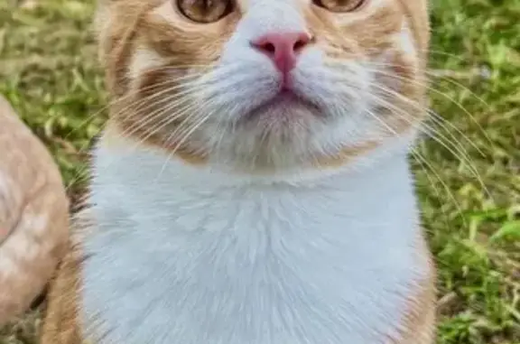 Chat perdu, Olivet, photo: Chat perdu, Vignoux-sur-Barangeon, Olivet - jeune roux avec collier gris