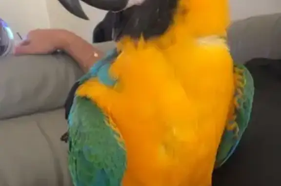 Lost pets Georges River Council, photo: Lost female bird, McCallum Street, Georges River Council - blue and gold macaw
