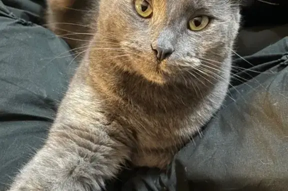 Lost pets McLaren Vale, photo: Lost female cat, Beauvale Place, Onkaparinga - grey tabby