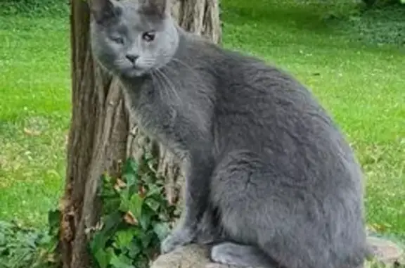 Animaux perdus Limeil-Brévannes, photo: Perdu chat homme, Varreddes, Île-de-France - tout gris et aveugle