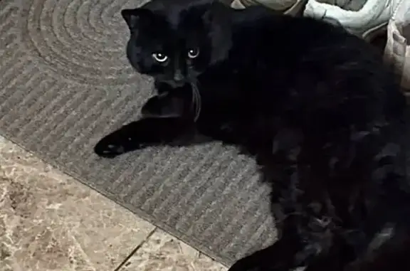 Зник кіт, проспект Любомира Гузара, 14, Київ - повністю чорний, кастрований - photo