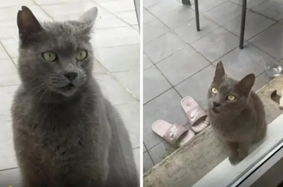 Perdu chat femelle, Impasse Louis Eychenne, 17, Toulouse - poils gris courts - photo