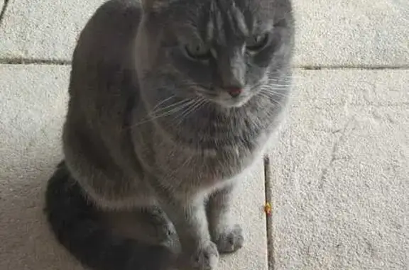 Animaux trouvés Lyon, photo: Chat trouvé, Chambéry, Lyon - femelle grise tigrée