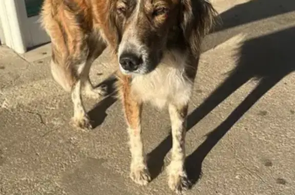 Chien trouvé Albitreccia, photo: Trouvé Chien mâle, Rue de Petra, 72, Albitreccia - collier en cuir bleu