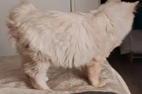 Animaux perdus Yzeure, photo: Chat perdu, Chemin des Ozières, Yzeure - 11 mois, sans queue