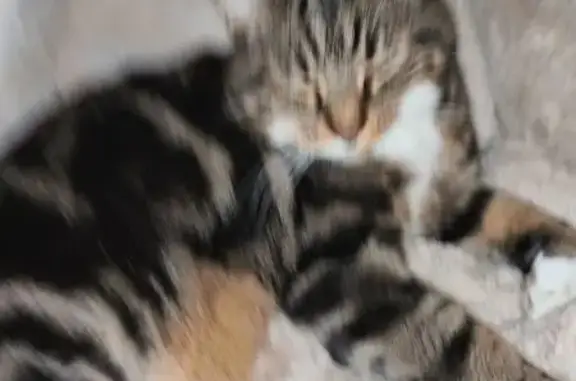 Perdu Chat homme, Impasse des Bengalis, Plaisance-du-Touch - tigré ventre blanc - photo