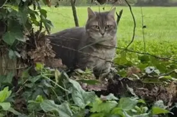 Perdu chat femelle, Les Garennes sur Loire, Juigné sur Loire - grise tigré avec du blanc - photo