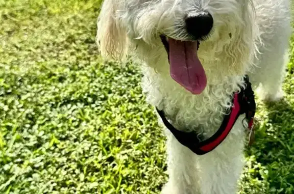 Lost female dog, South Military Trail, 300, Boca Raton - 100% white fluffy mini doodle - photo