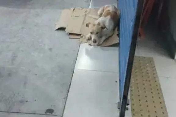 Cachorro encontrado Macho (brf...