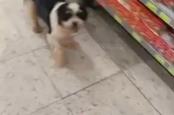 Cachorro perdido Macho (brl002...