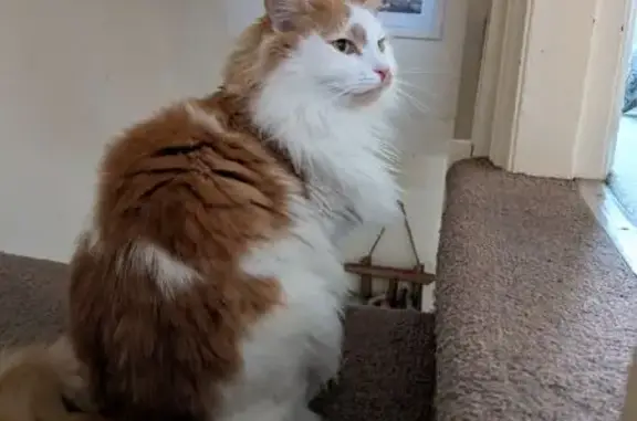 Lost male cat, Lower Ebor Stre...