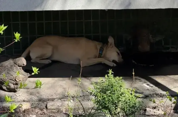 Знайдено собаку Київ, фото: Знайдено собаку, Преображенська вулиця, 40, Київ - видна домашня з нашийником