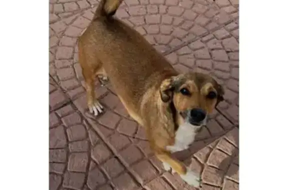 Perdido perro masculino, Camino la Matanza, Níjar - necesita cuidados - photo