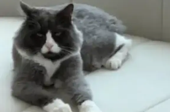 Missing cat Hougang, photo: Lost male cat, Lorong Mydin, 18, Hougang - dark grey and timid