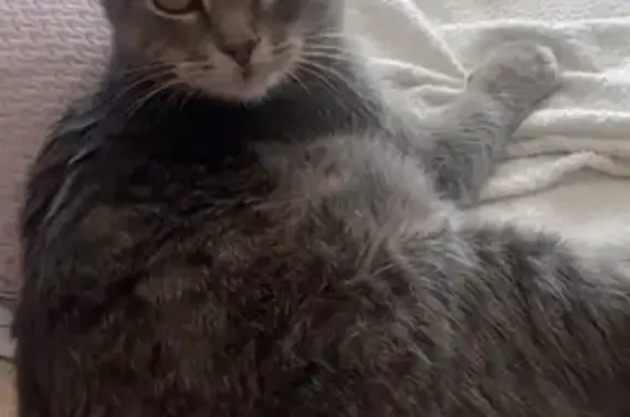 Зникла кішка, Вінницьке шосе,...