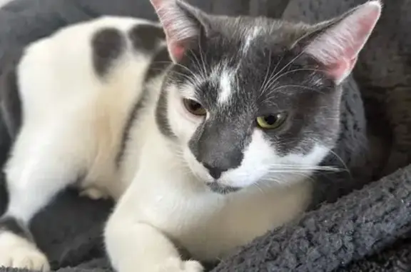 Lost male cat, Faust Avenue, Detroit - white with gray paw print spots - photo