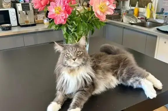 Animaux perdus Gonfaron, photo: Perdu chat homme, D 75, Les Mayons, Gonfaron - Maine coon gris et blanc
