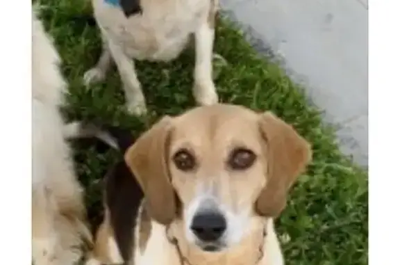 Lost male dog, Beaver Dam Road, Lewes - tri color beagle - photo