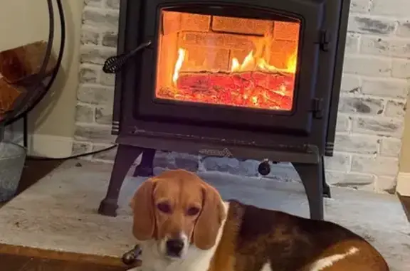 Lost male dog, Regatta Bay Boulevard, Lewes - tri color beagle - photo