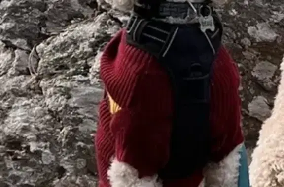 Lost male dog, Charming Lane, Fruitland - white 14-year-old poodle - photo