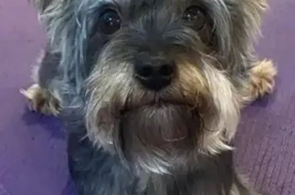 Missing dog Bristol, photo: Lost male dog, Sunny Lane Private Drive, Bristol - grey Morkie with camo collar