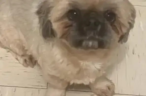 Lost Female Dog, Spruce Lane, Humboldt - brownish tan and white shitzu - photo