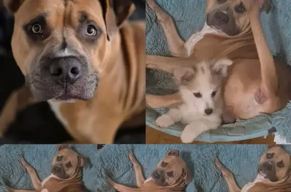 Lost male dog, Ranger, Georgia - injured and limping - photo